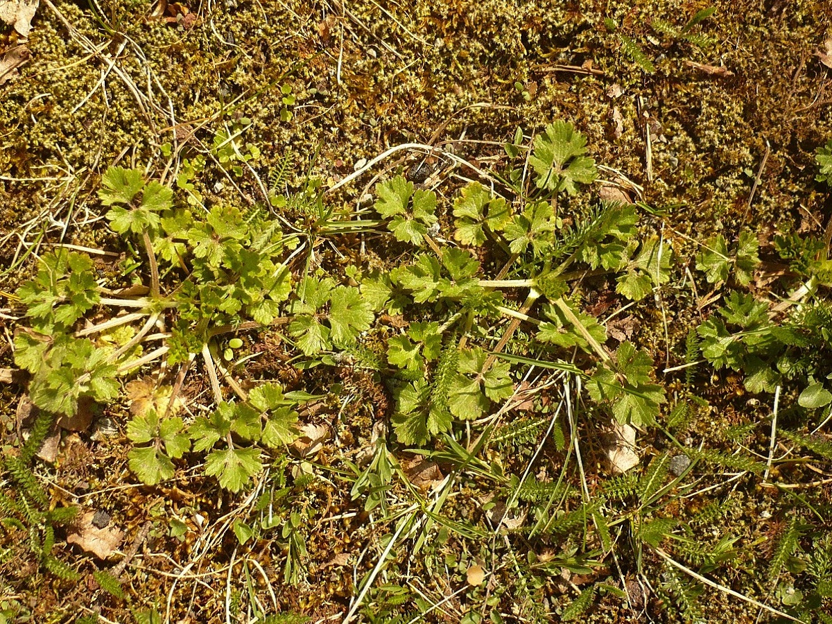 Ranunculus bulbosus (Ranunculaceae)